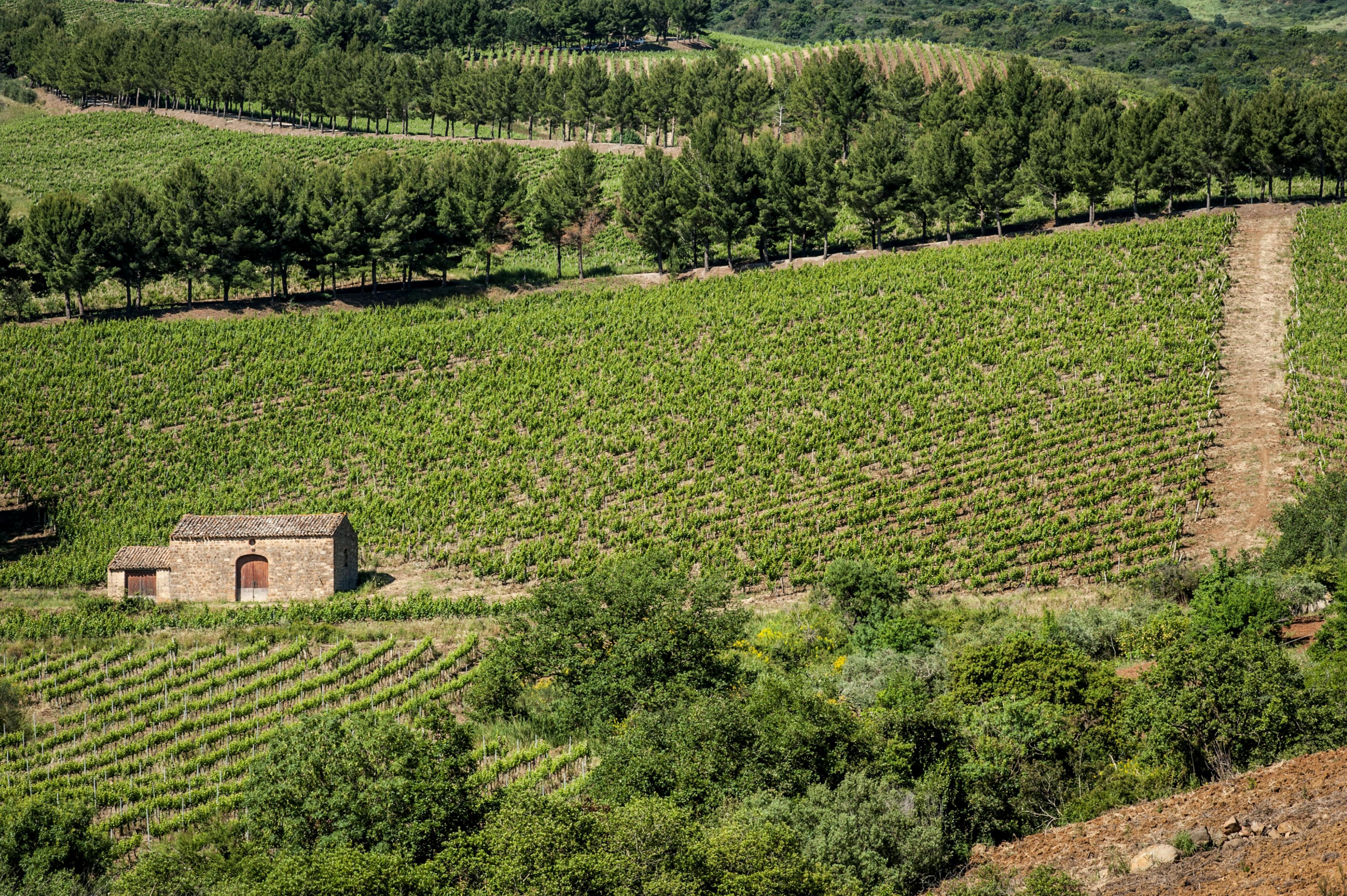 Relais Abbazia Santa Anastasia Resort & Winery Castelbuono  Zewnętrze zdjęcie